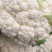 松花菜，花椰菜，产地直发，专业散花菜代发代办很多年