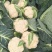 松花菜，花椰菜，产地直发，专业散花菜代发代办很多年