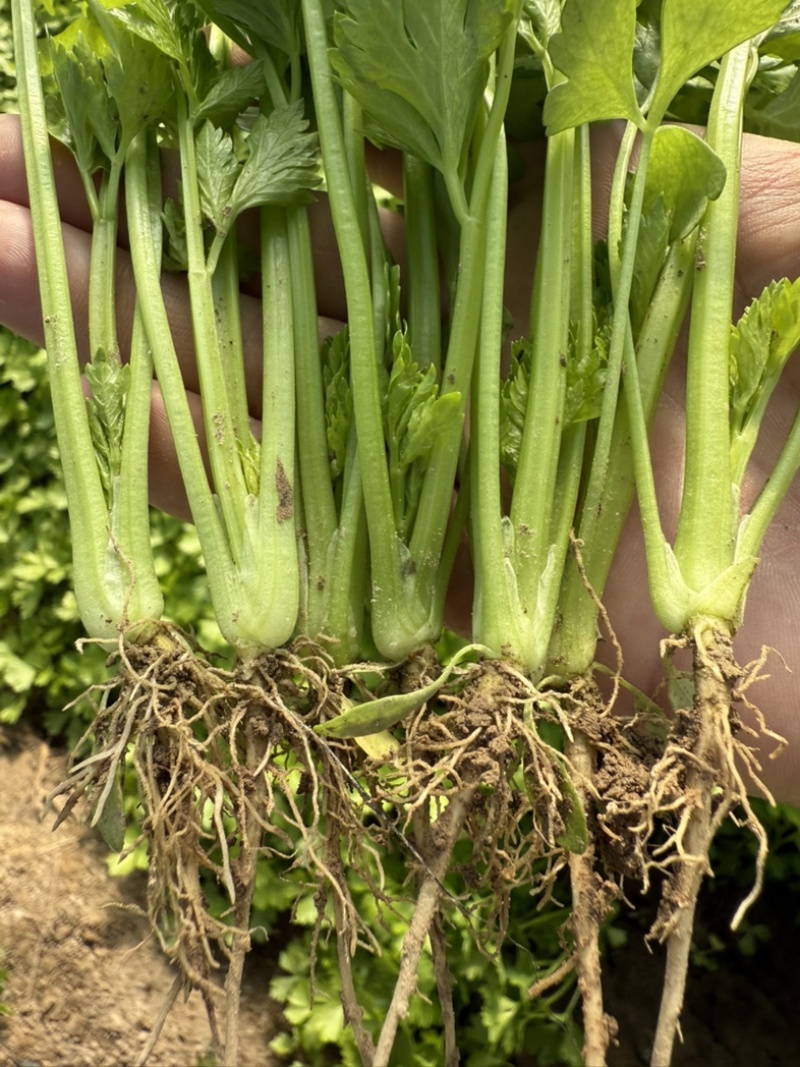 芹菜苗西芹苗法国皇后苗壮根系好易成活产地供应
