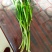精品好韭菜
