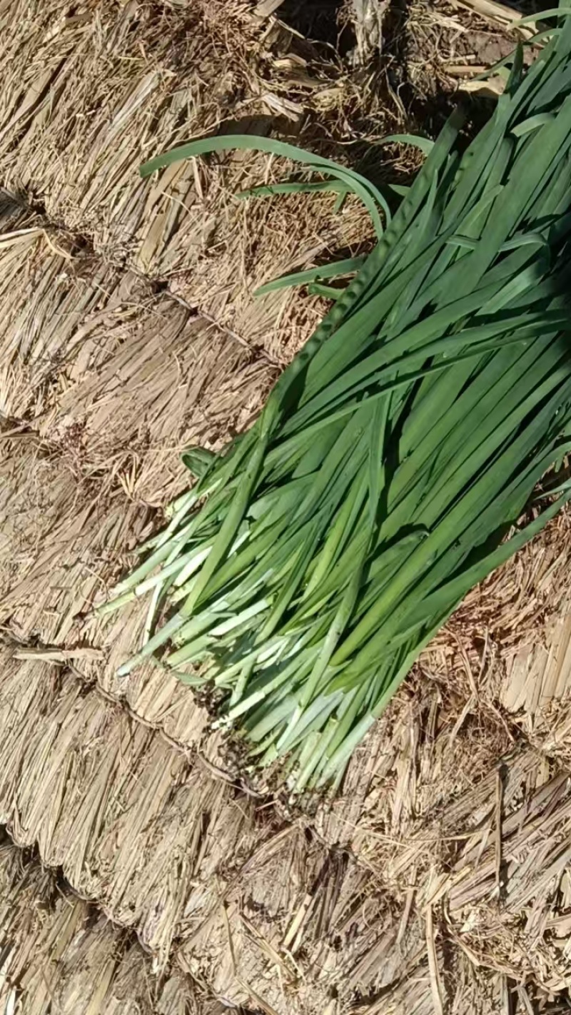 精品好韭菜