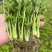 芹菜苗，优质法国皇后芹菜苗，大量供应，西芹苗，货源充足