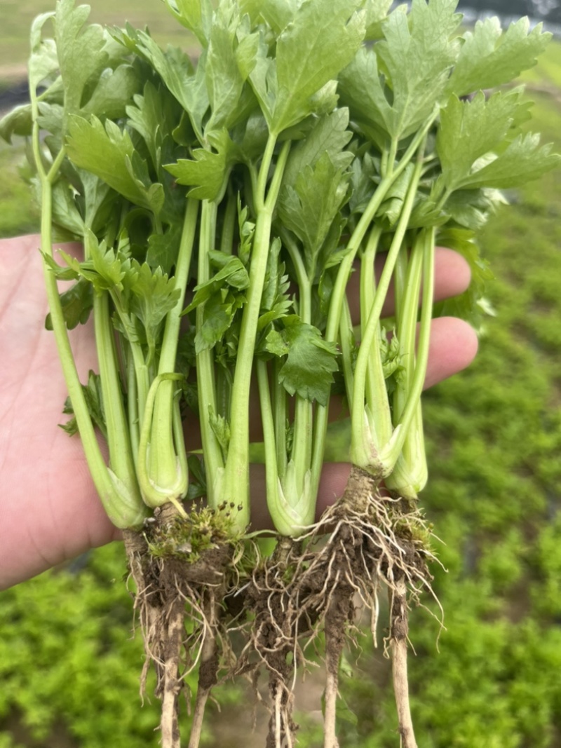 芹菜苗，优质法国皇后芹菜苗，大量供应，西芹苗，货源充足
