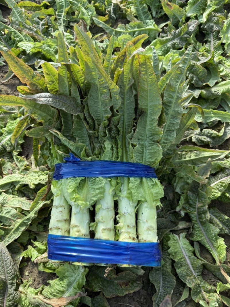 红尖叶莴笋绿皮青肉莴苣一手货源万亩基地现货供应
