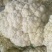 福建漳浦精品松花、散花、有机花菜大量上市