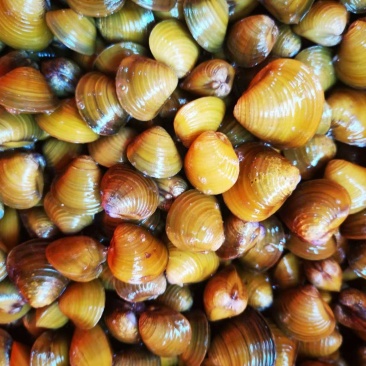 福建福州黄蚬子闽江天然场地直销