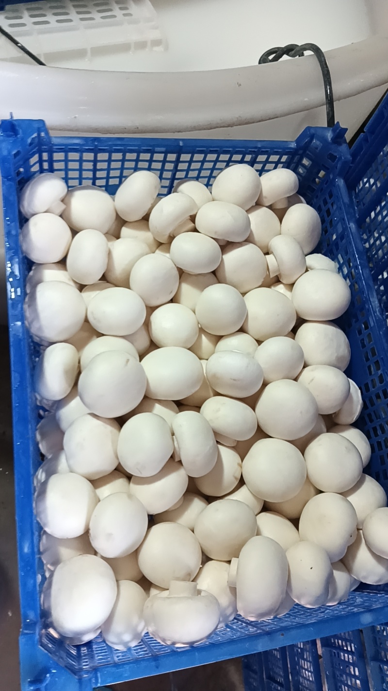 各种等级双孢菇各种等级双孢菇多年老基地