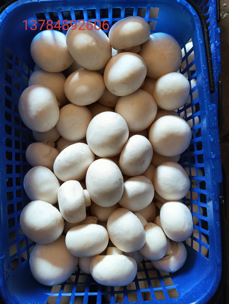 各种等级双孢菇各种等级双孢菇多年老基地