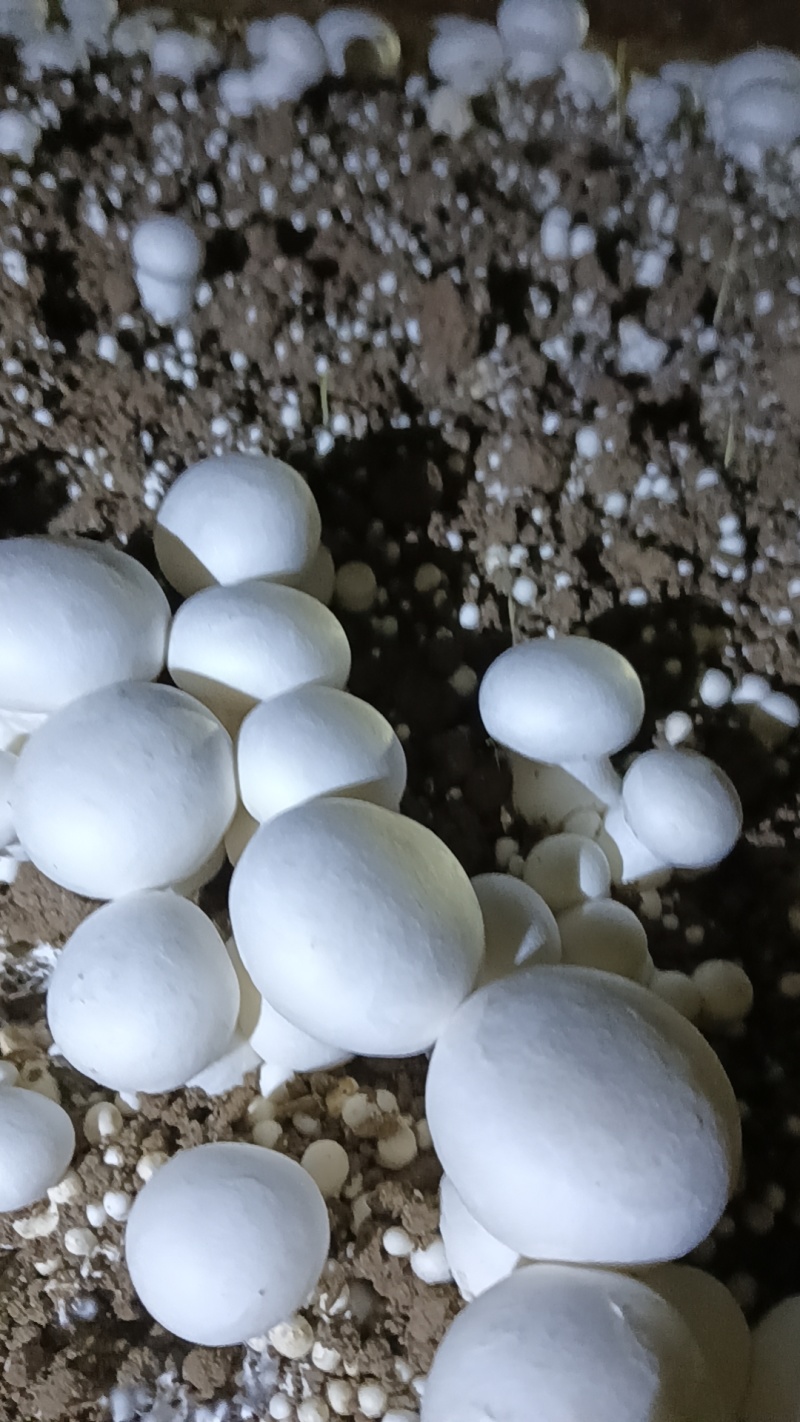 双孢菇基地各种等级双孢菇协助找车