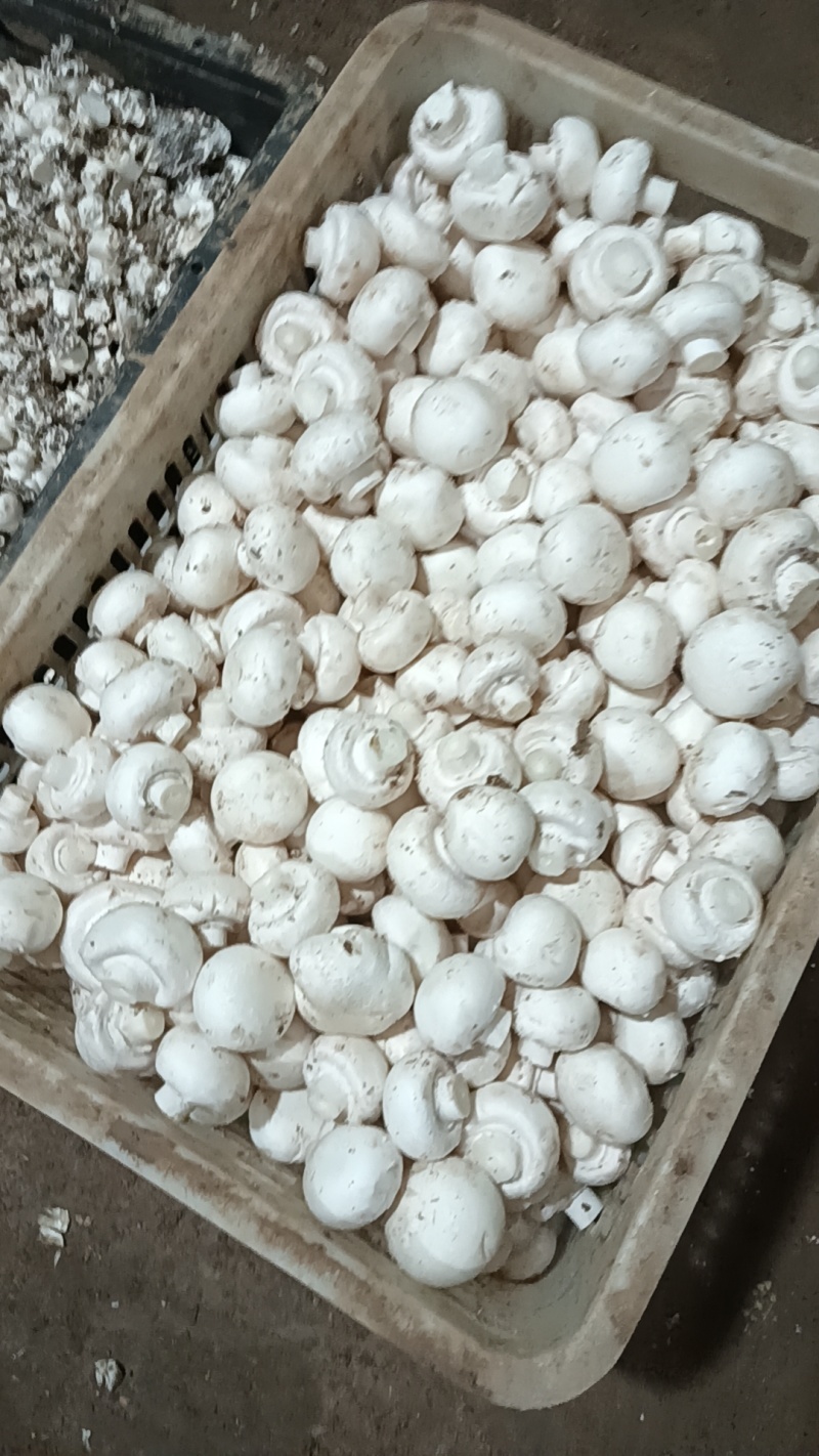 双孢菇基地各种等级双孢菇协助找车