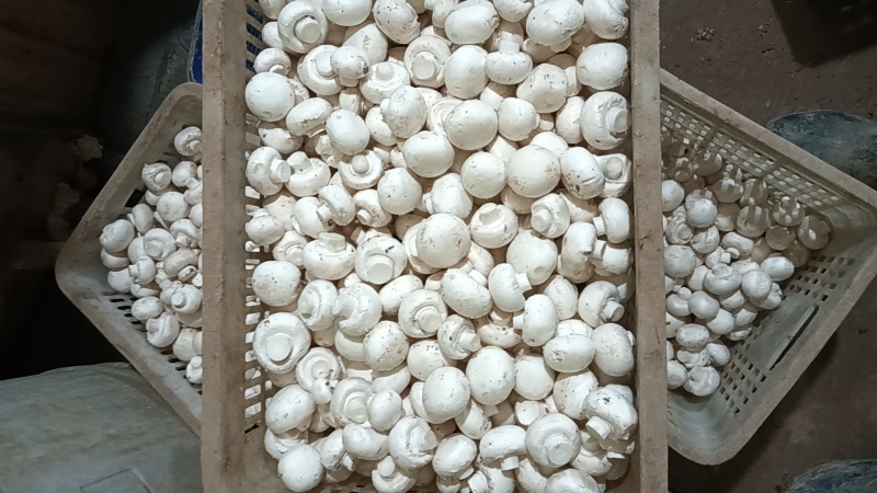 双孢菇基地各种等级双孢菇协助找车