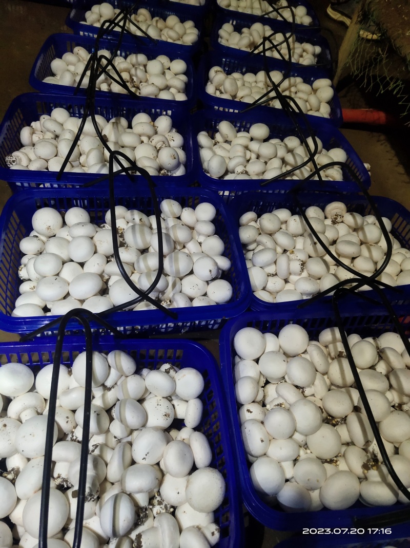 双孢菇基地各种等级双孢菇协助找车