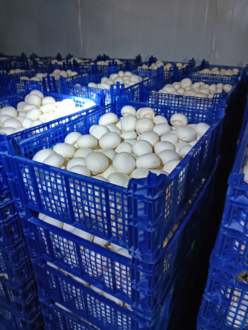 双孢菇基地各种等级双孢菇协助找车