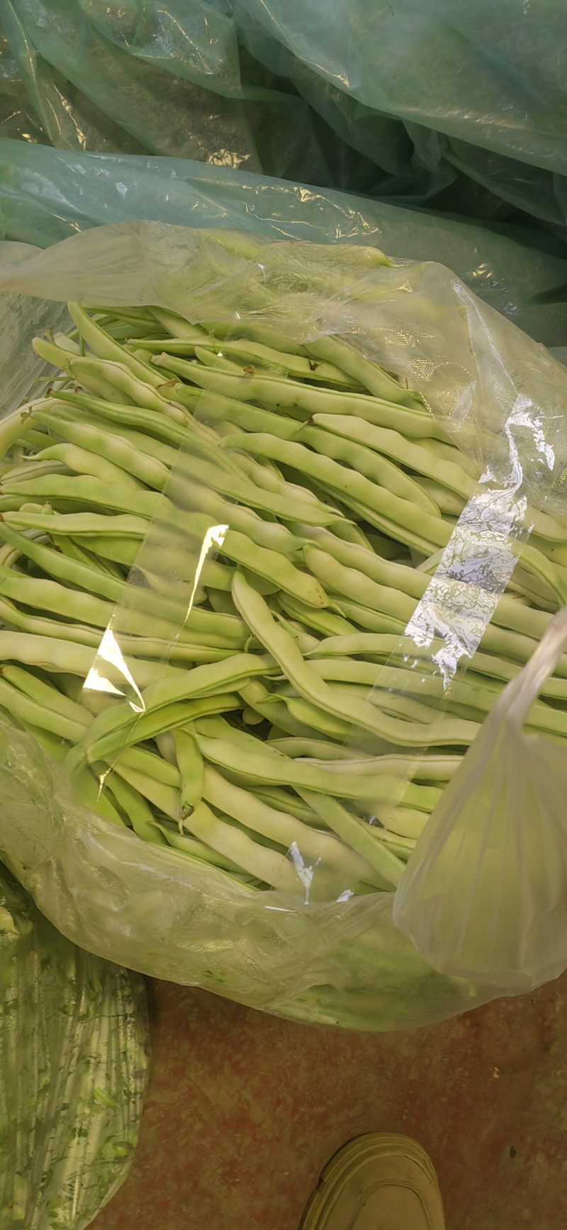现摘新鲜芸豆