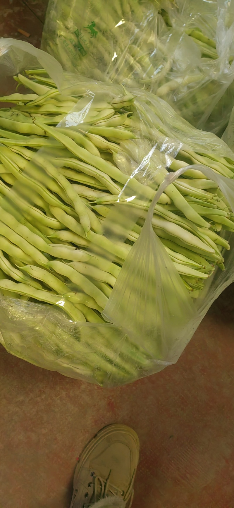 现摘新鲜芸豆