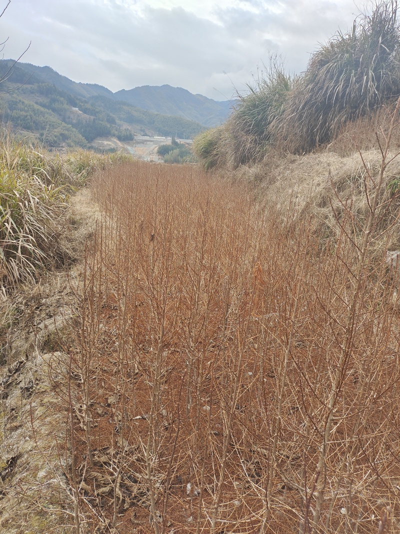 金钱松产地直供量大从优欢迎浙江老板咨询选购