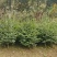 日本冷杉适应高山种植树种耐寒耐阴树形针叶优美