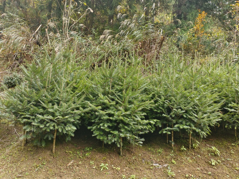 日本冷杉适应高山种植树种耐寒耐阴树形针叶优美