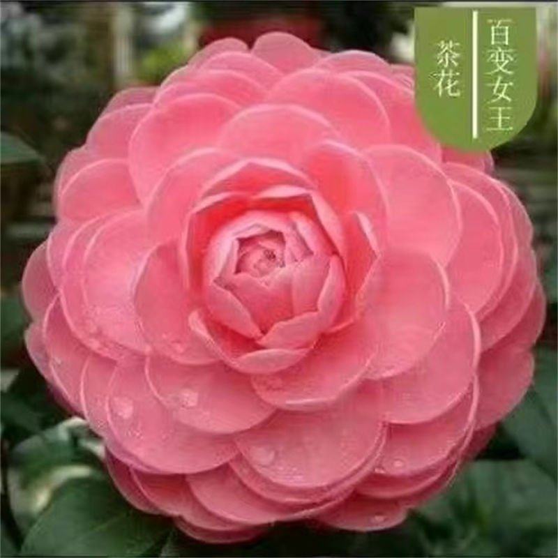 山茶花