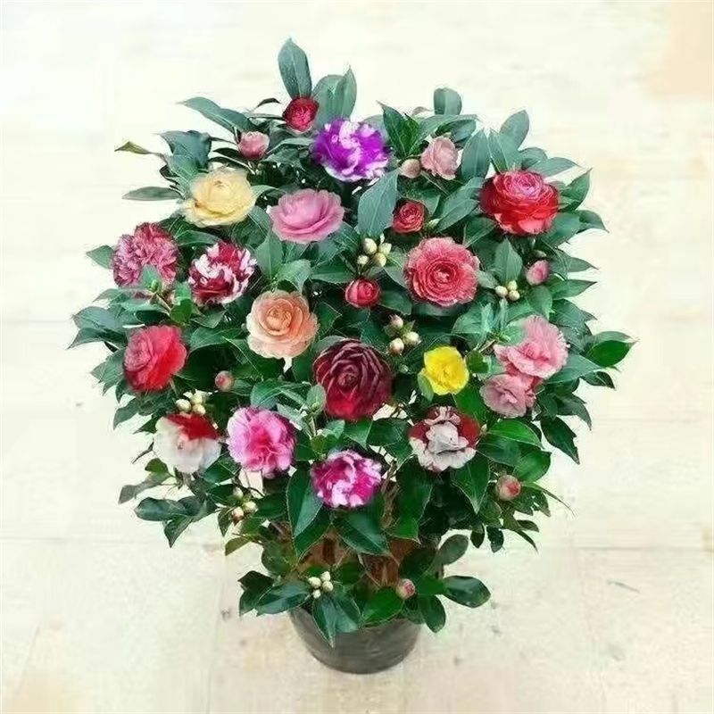 山茶花