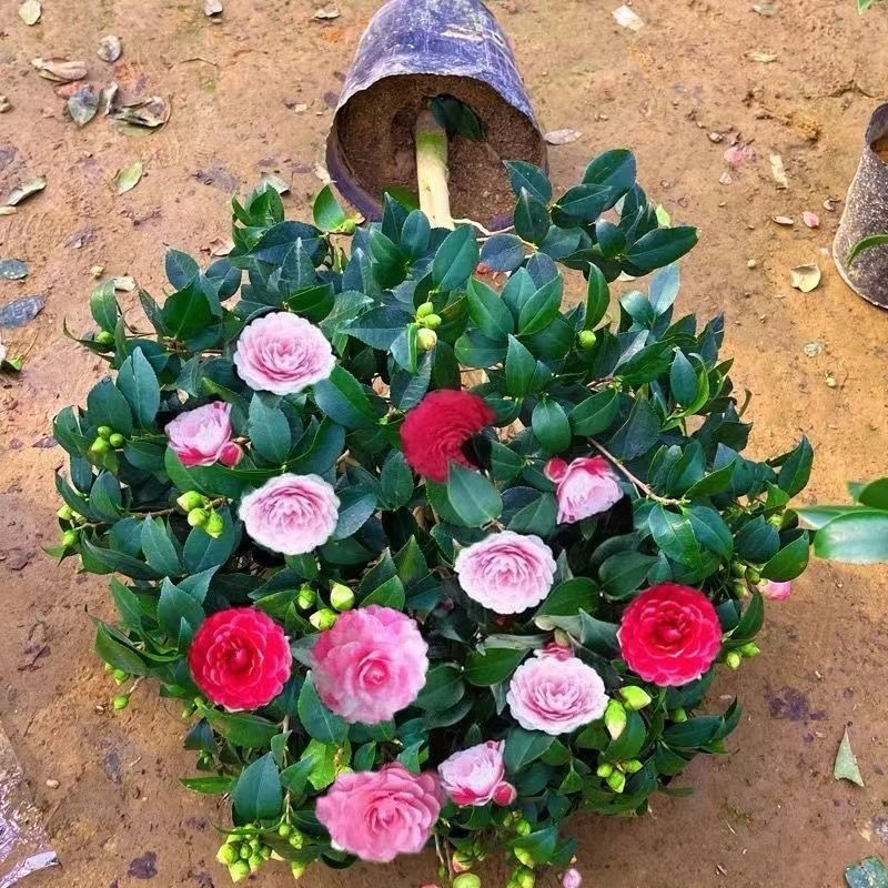 山茶花