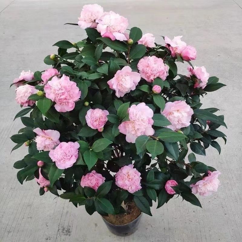 山茶花