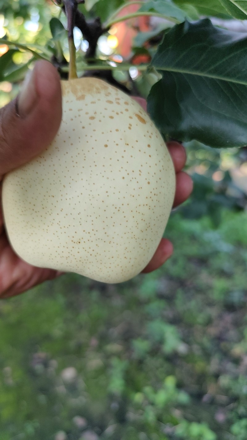阳信梨，阳信鸭梨，新梨七号媚梨冷库货自己种植小型气调库货