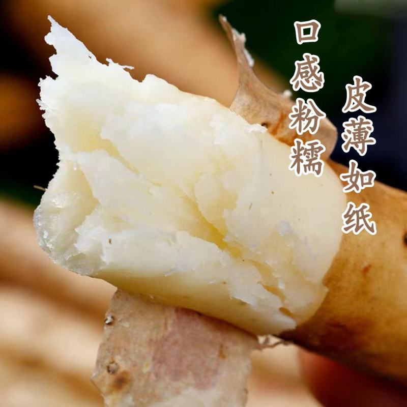 河南焦作温县垆土铁棍山药怀山药新鲜怀山药富硒铁棍山药包邮