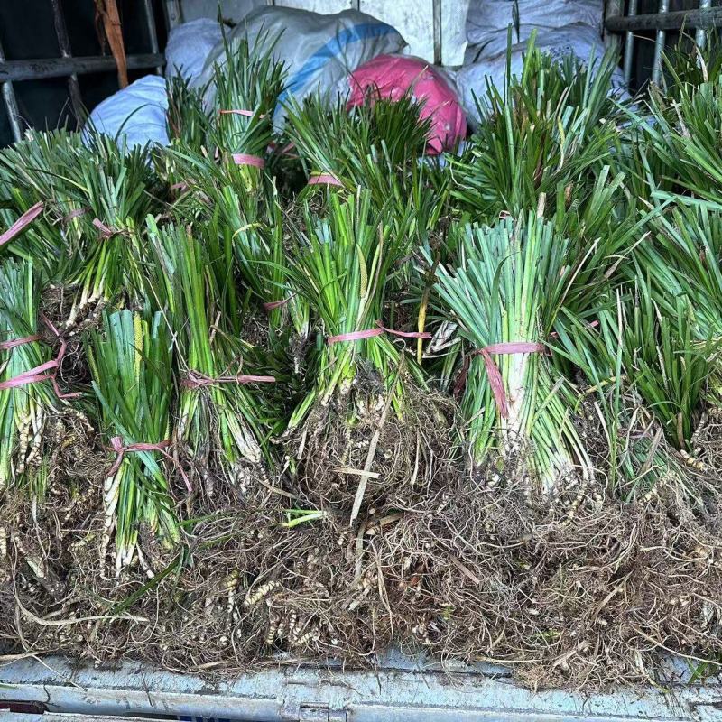 石菖蒲大量供应量大从优，对全国供应货源充足支持视频看