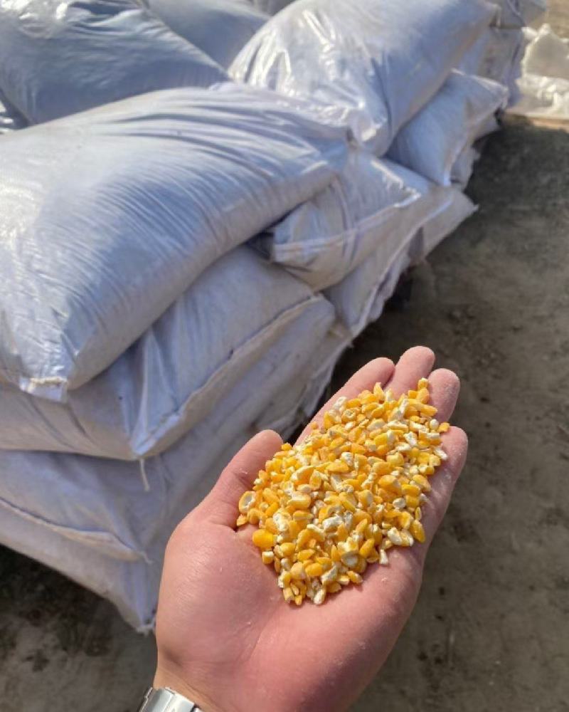 碎玉米大量批发无尘无土过风过筛净粮全国送货鸡鸭鹅饲料