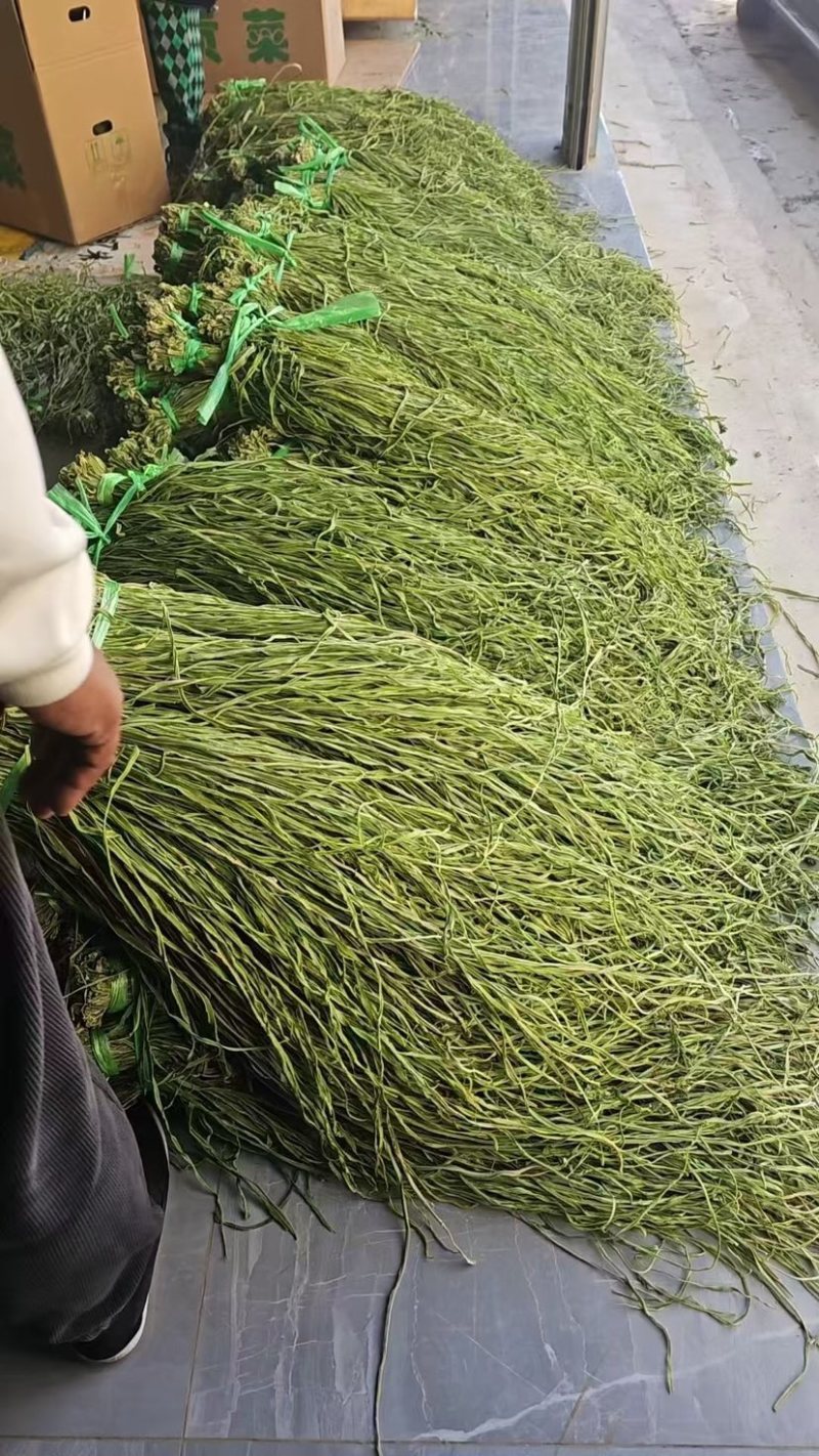 贡菜一级二级三级小包装批发，可根据客户需求定制大小包装