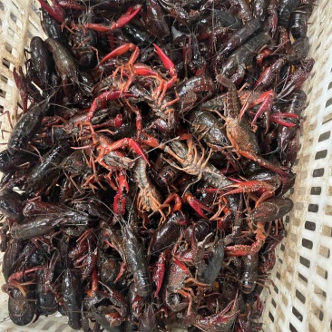精品潜江，小龙虾