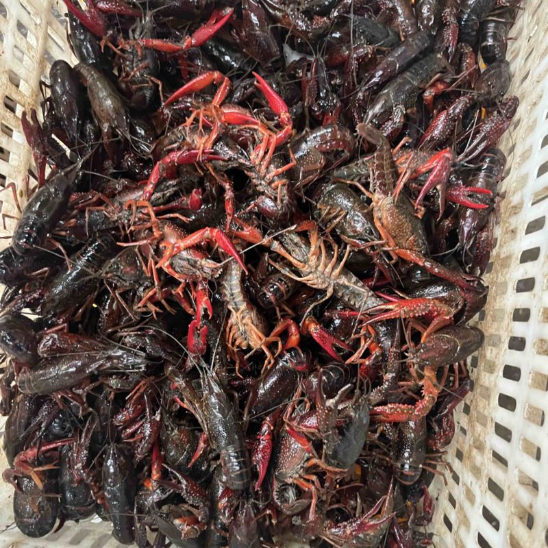 精品潜江，小龙虾