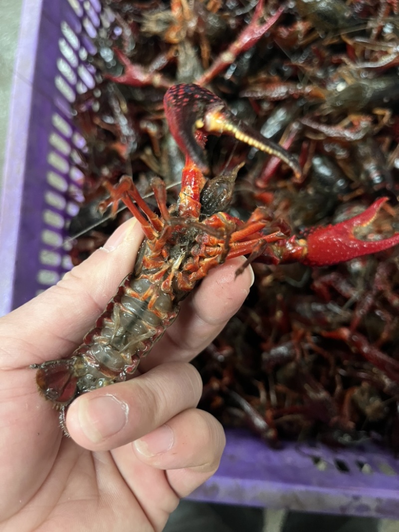 精品潜江，小龙虾