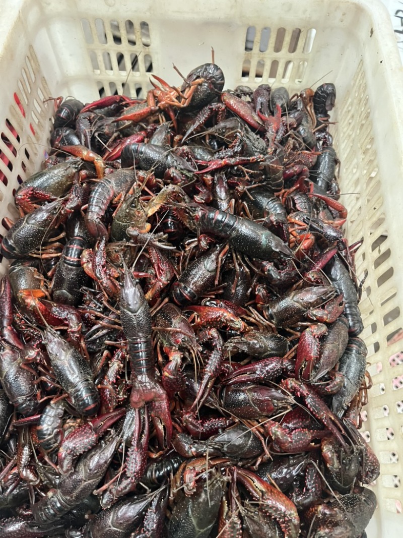 精品潜江，小龙虾