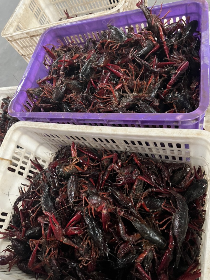 精品潜江，小龙虾