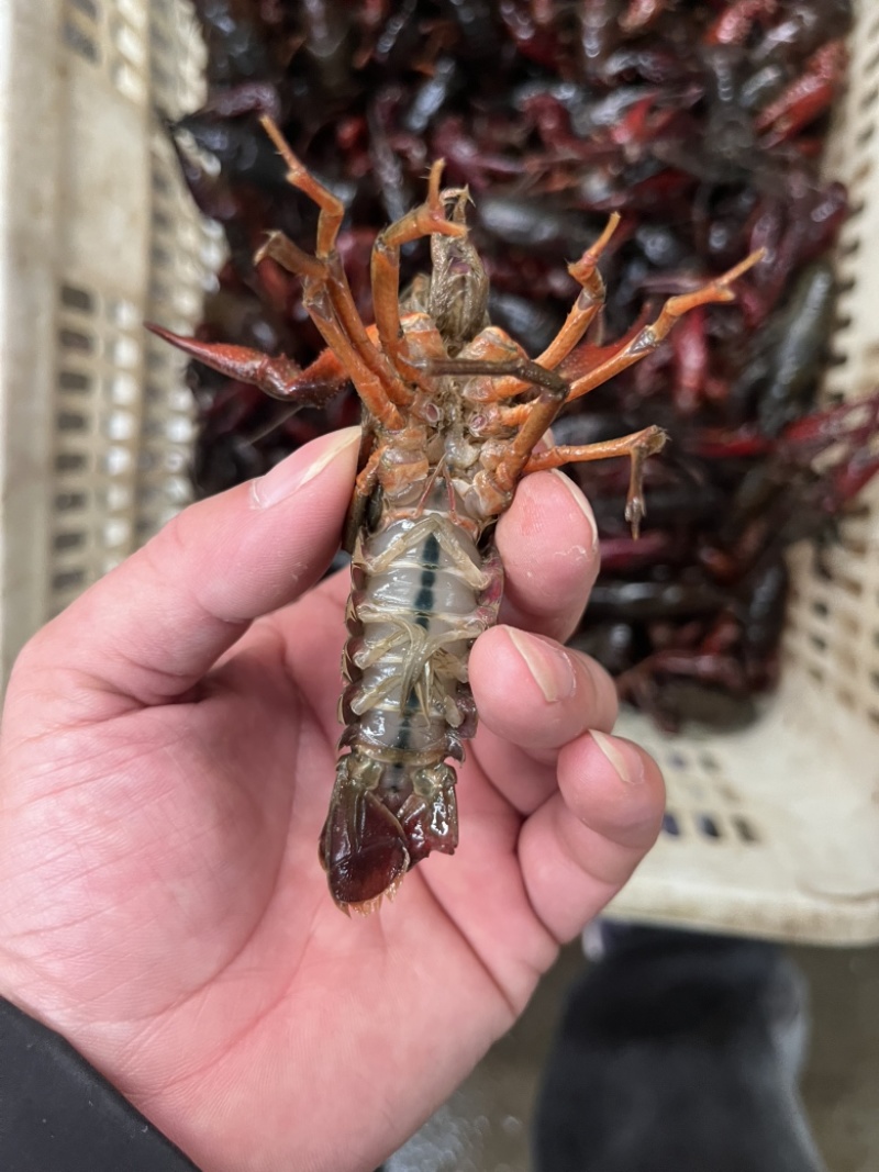 精品潜江，小龙虾