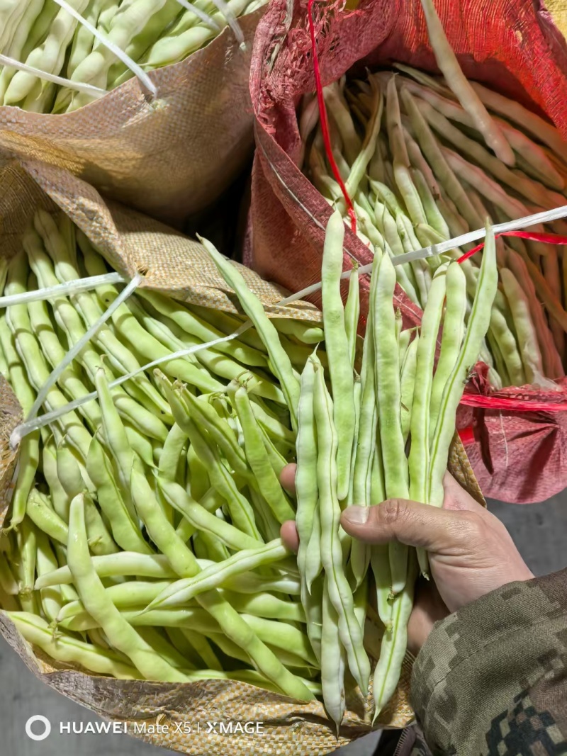 山东产地大量直供九粒白芸豆新品上市产地直销