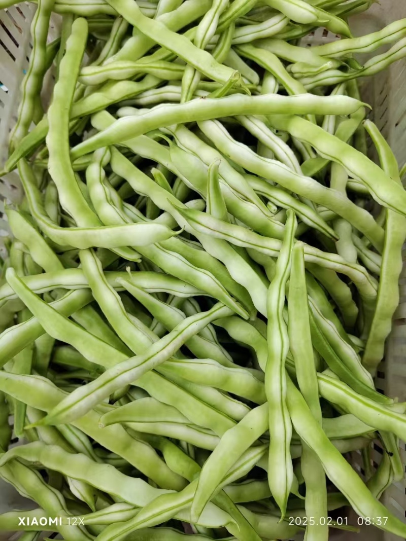 山东产地大量直供九粒白芸豆新品上市产地直销