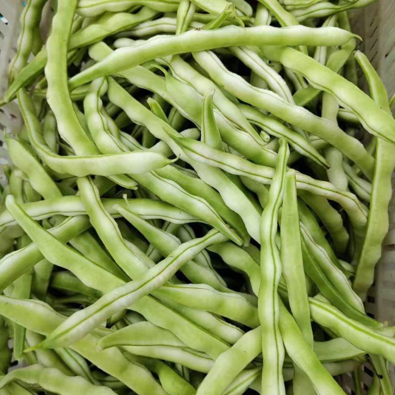 山东产地大量直供九粒白芸豆新品上市产地直销