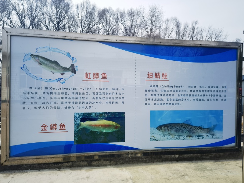 虹鳟鱼