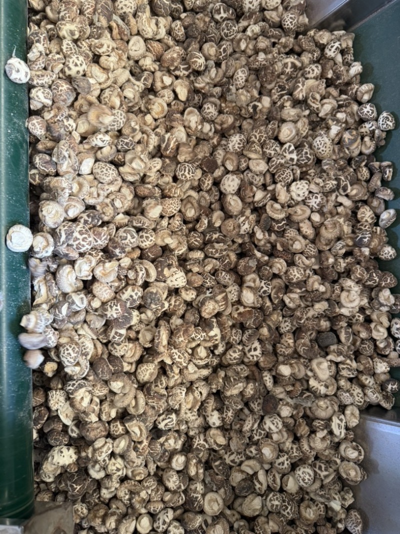 包邮白花菇2～2.5厘米袖珍小花菇2025新货