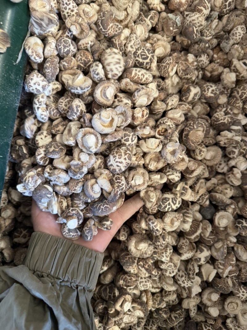 包邮白花菇2～2.5厘米袖珍小花菇2025新货