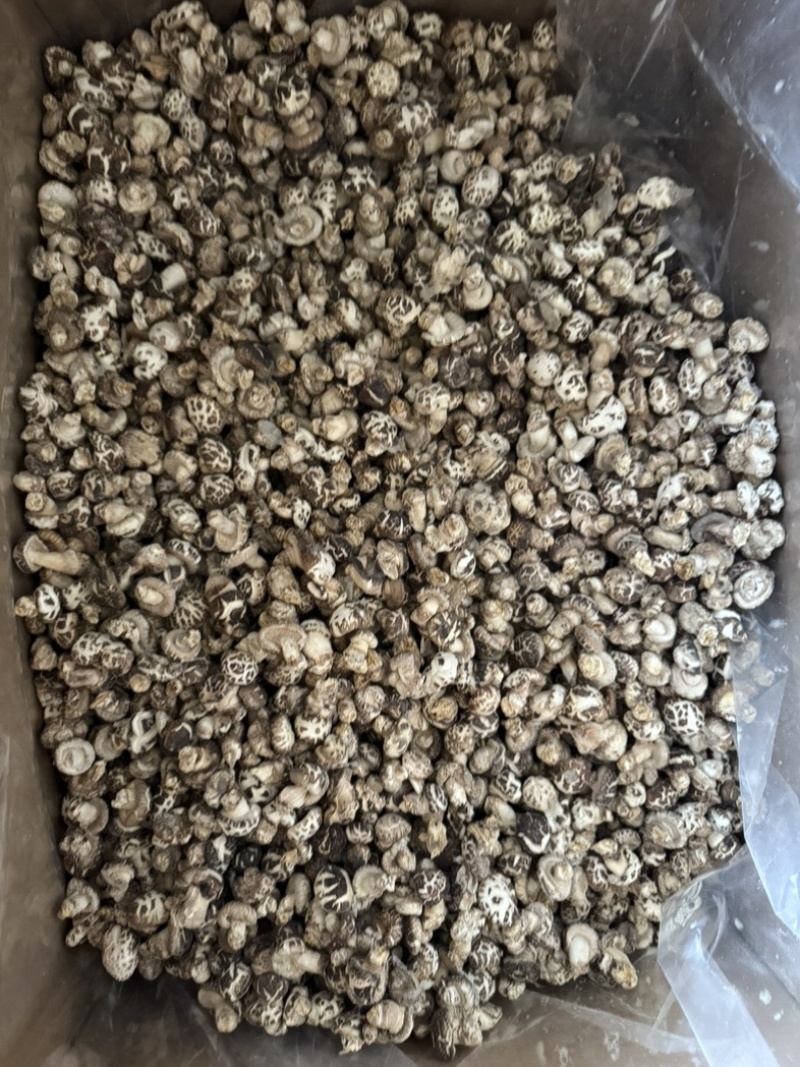 包邮白花菇2～2.5厘米袖珍小花菇2025新货
