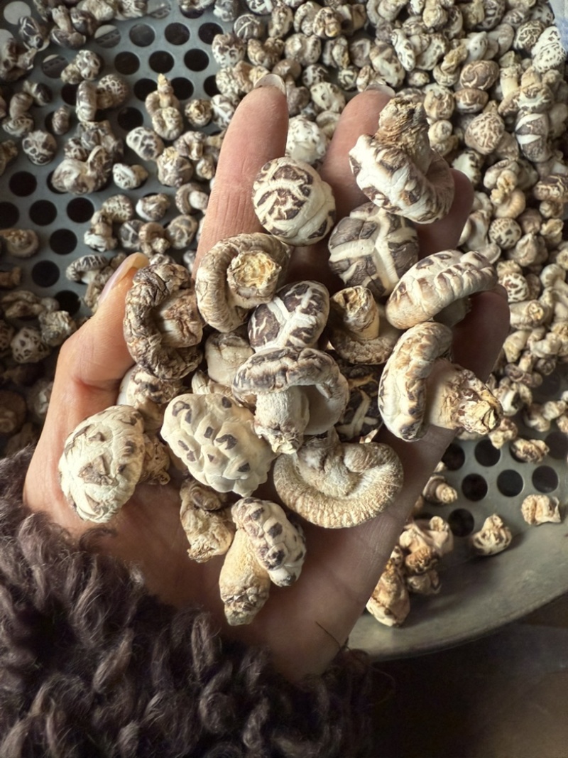 包邮白花菇2～2.5厘米袖珍小花菇2025新货