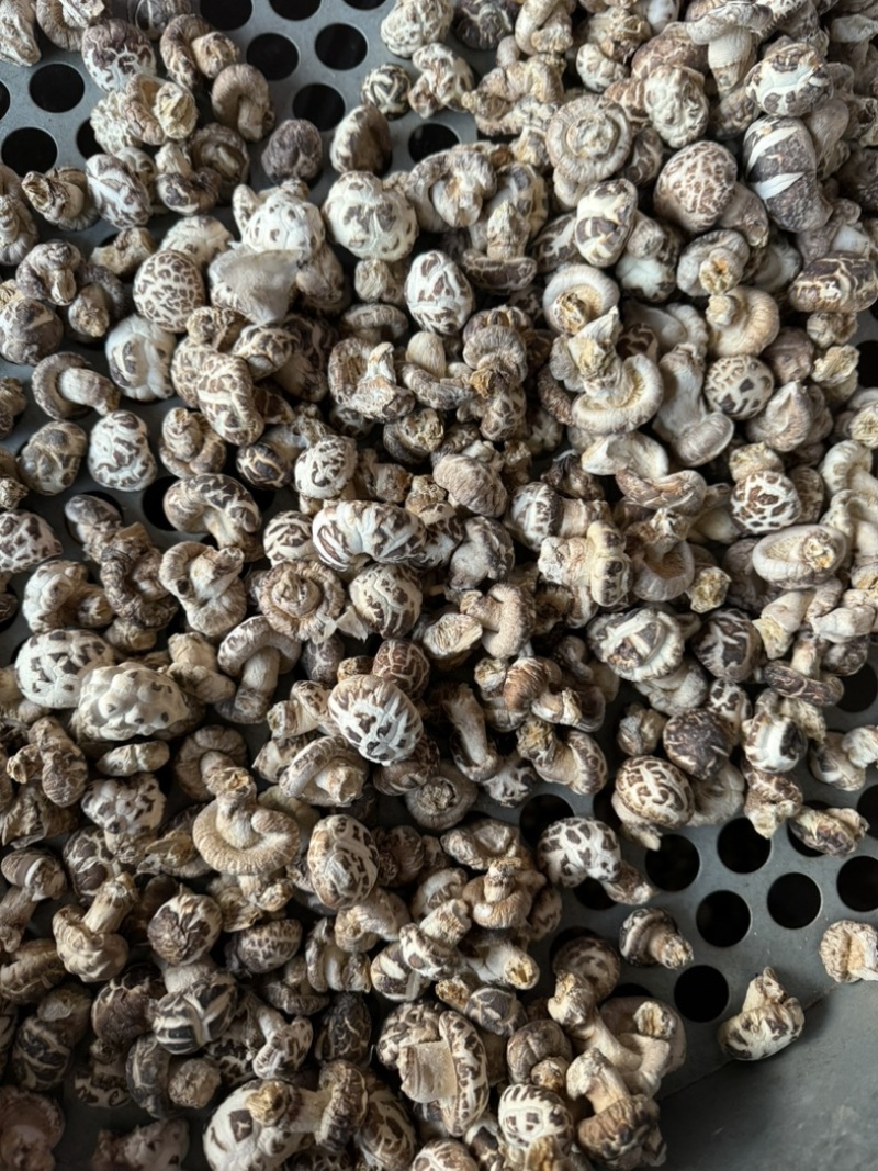 包邮白花菇2～2.5厘米袖珍小花菇2025新货