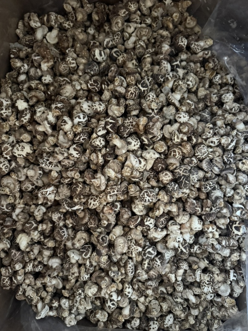 包邮白花菇2～2.5厘米袖珍小花菇2025新货