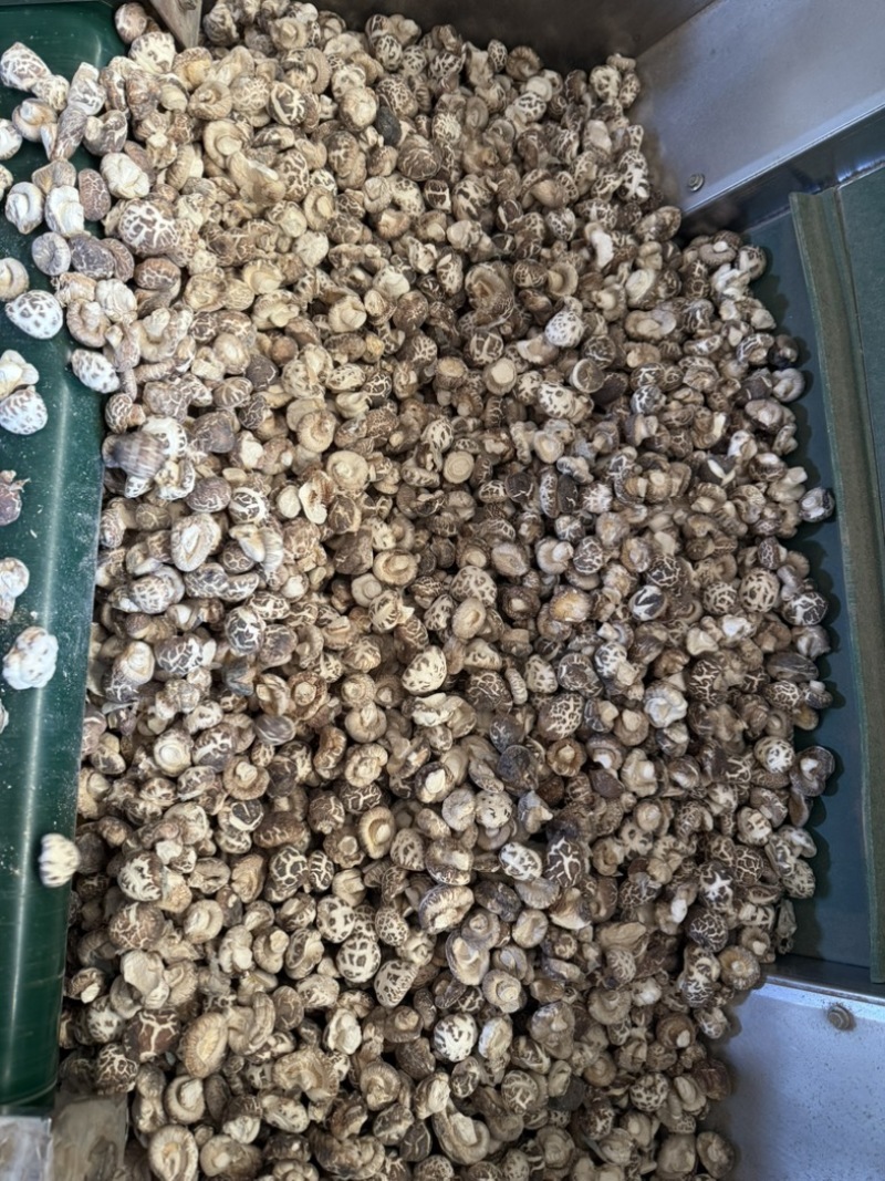 包邮白花菇2～2.5厘米袖珍小花菇2025新货