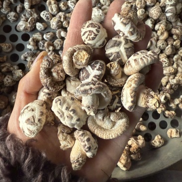 包邮白花菇2～2.5厘米袖珍小花菇2025新货