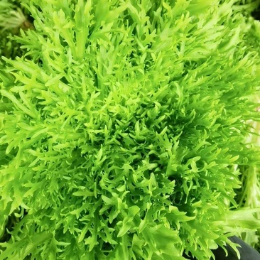 【实力】河北苦菊，一手货源供应市场商超电商量大从优
